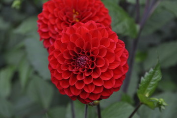 Red flower