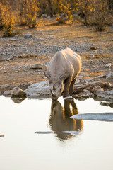 Black Rhino drinking at Moringa waterhole (Halali camp) in the evening. Etosha national park, Namibia.