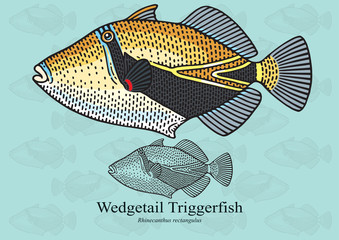 Fototapeta premium Wedgetail Triggerfish, Reef Triggerfish, Hawaiian Rectangular. Vector illustration for artwork in small sizes. Suitable for graphic and packaging design, educational examples, web, etc.