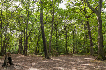 green beech trees with sun rays going through the crowns