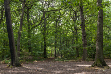 green beech trees with sun rays going through the crowns