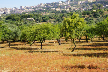 Fototapeta premium Agrigent, Sizilien, Tal der Tempel