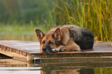 German Shepherd dog sleeping on raft on  lake