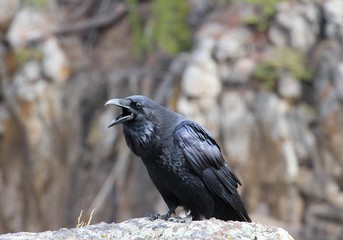 Crow