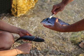 Fish processing / Fish processing outdoors. Detail.