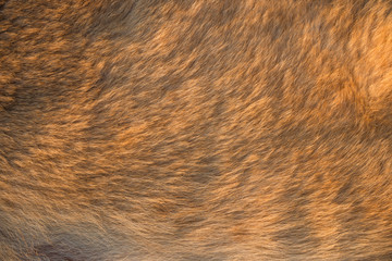fur texture, close-up.Useful as background