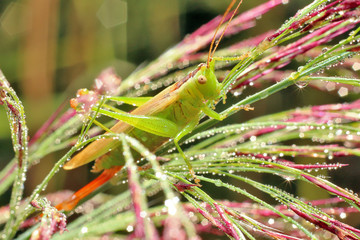 Grasshopper