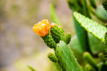 Green Cactus