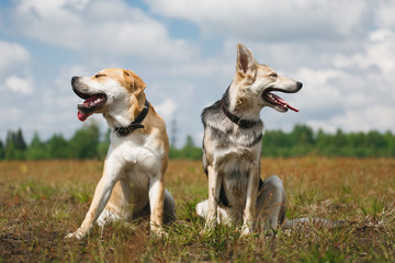Obraz na płótnie Canvas two shepherd dogs are sitting at a field