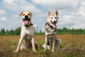 two shepherd dogs are sitting at a field