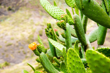 Green Cactus