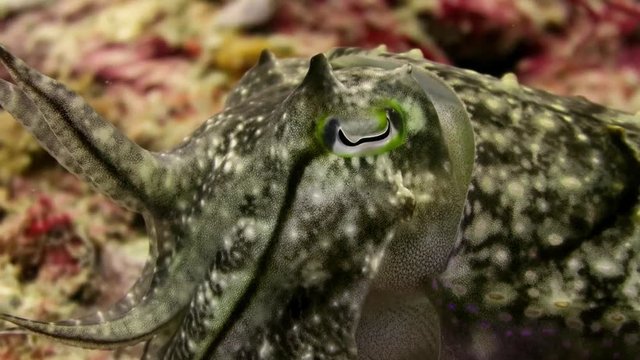 Close up cuttelfish
