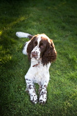 Springer spaniel dog resting in the grass with his tongue hangin