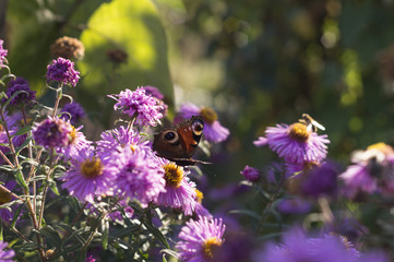 butterfly between purple flowers