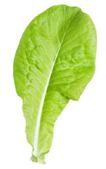 lettuce green leaf salad isolated on white background with clipping path