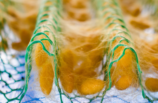 Silkworm cocoon