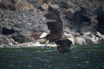 Sea Eagle
