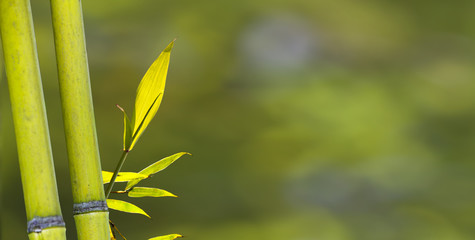 beautiful bamboo branch in bamboo forest with beautiful green nature background