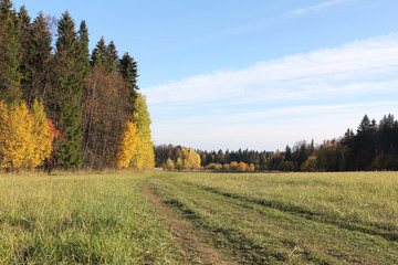 Naklejka premium Road in the autumn forest