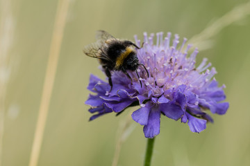 Bumblebee collecting nectar pollen from a purple flower in summer time	