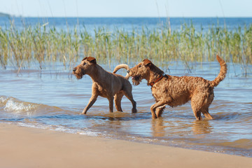 Two Irish Terriers playing in the water - 169094853