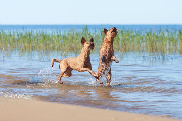 Two Irish Terriers playing in the water