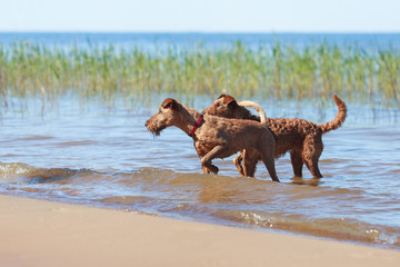 Naklejka premium Two Irish Terriers playing in the water