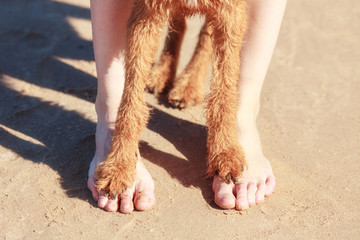Dog's paws are on the man's legs. - 169095051