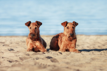 Two Irish Terrier lying on sand near water - 169095094