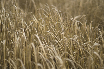 wheat seen in the wind, close up