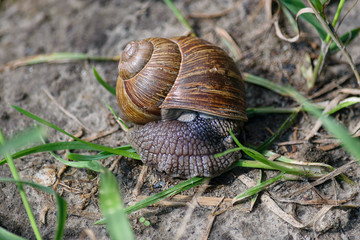 Weinbergschnecke