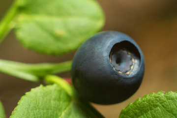 Blueberry in the forest