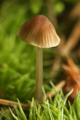 Mushrooms in the forest