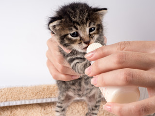 Little baby kitten suck pacifier in vet cabbinet