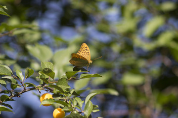 Beautiful butterfly on a plum tree