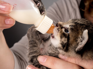 Little baby kitten suck pacifier in vet cabbinet