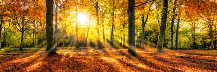 Fotobehang Gouden herfststemming in het bos © eyetronic