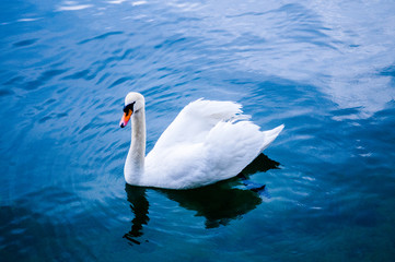 White swan on the lake -  blue water with a swan