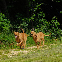 Segugio Italiano dogs