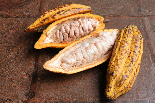 Cacao in Guatemala