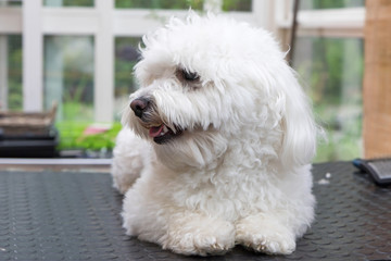 Cute white Bolognese dog is lying on a table and is waiting for grooming. The dog is looking at the side.