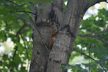 Little red squirrel on a tree