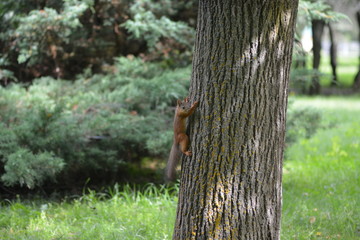 Fototapeta premium Squirrel climbing up thick trunk