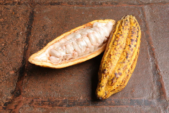 Cacao in Guatemala