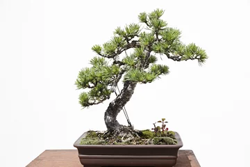 Foto op Plexiglas Bonsai Grove den (pinus sylvestris) bonsai op een houten tafel en witte achtergrond