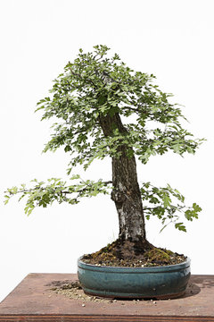 Common hawthorn (Crataegus monogyna) bonsai on a wooden table and white background