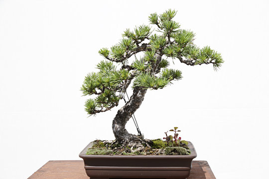 Scots pine (pinus sylvestris) bonsai on a wooden table and white background