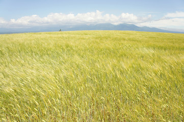 大麦畑