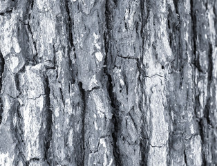 bark texture background