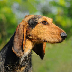 Segugio Italiano dog